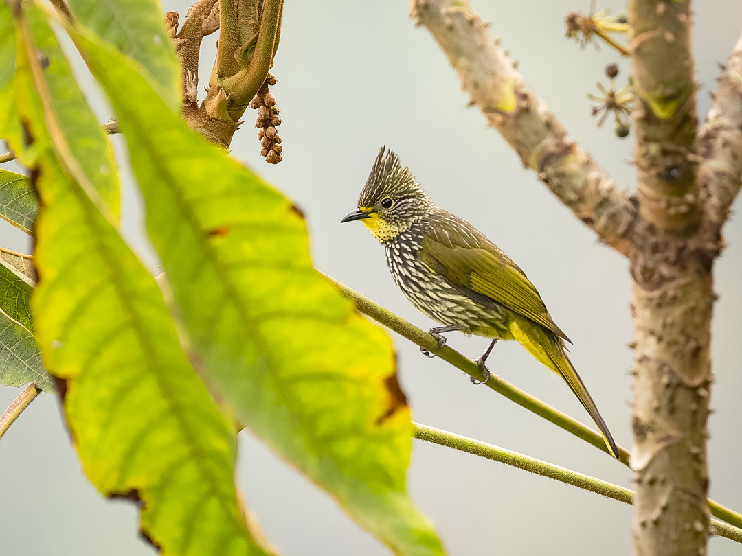 image Striated Bulbul